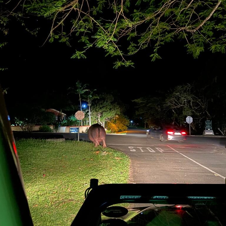 twilight safari St Lucia