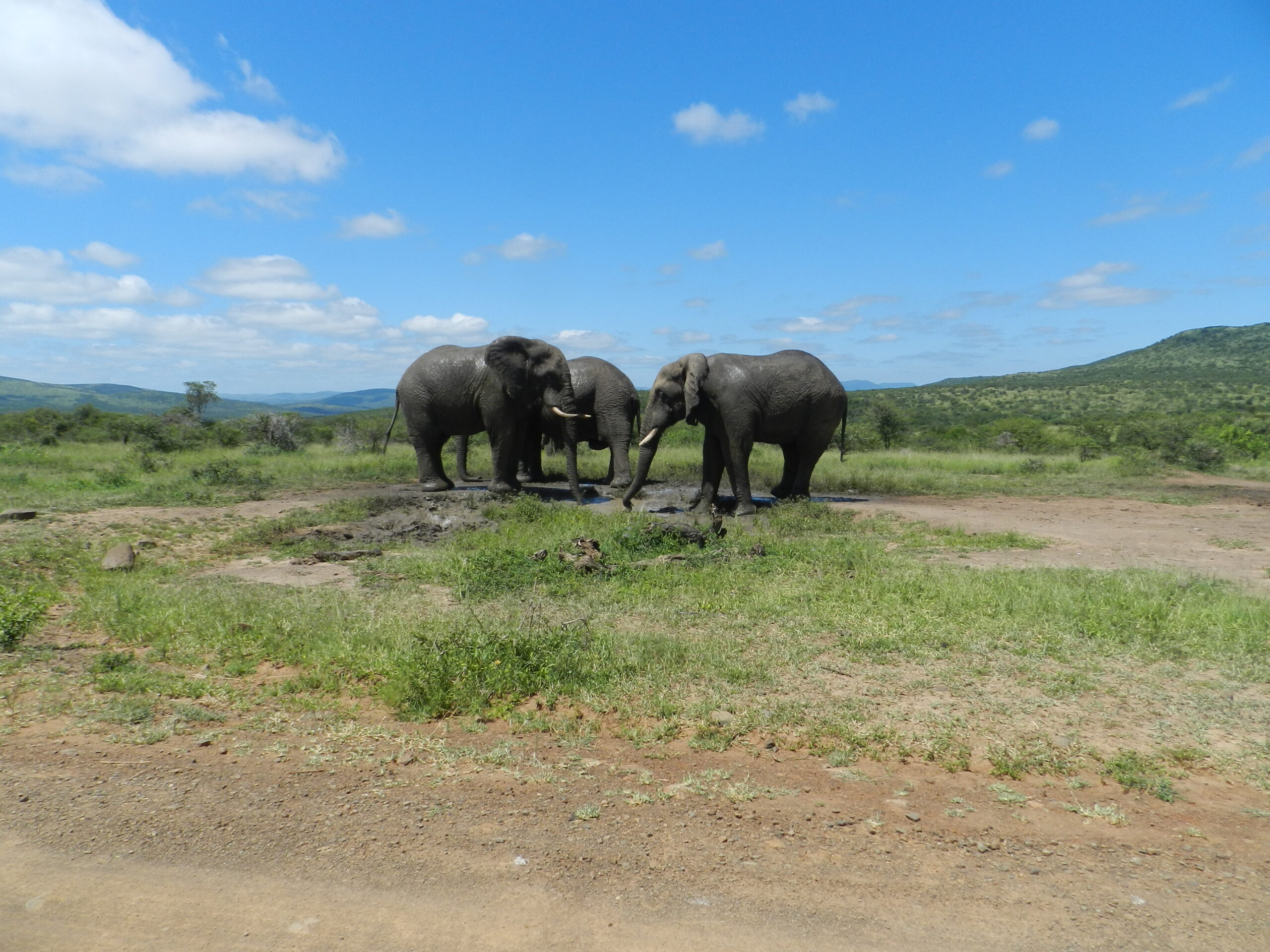 Search for the Big 5 on a private tour.