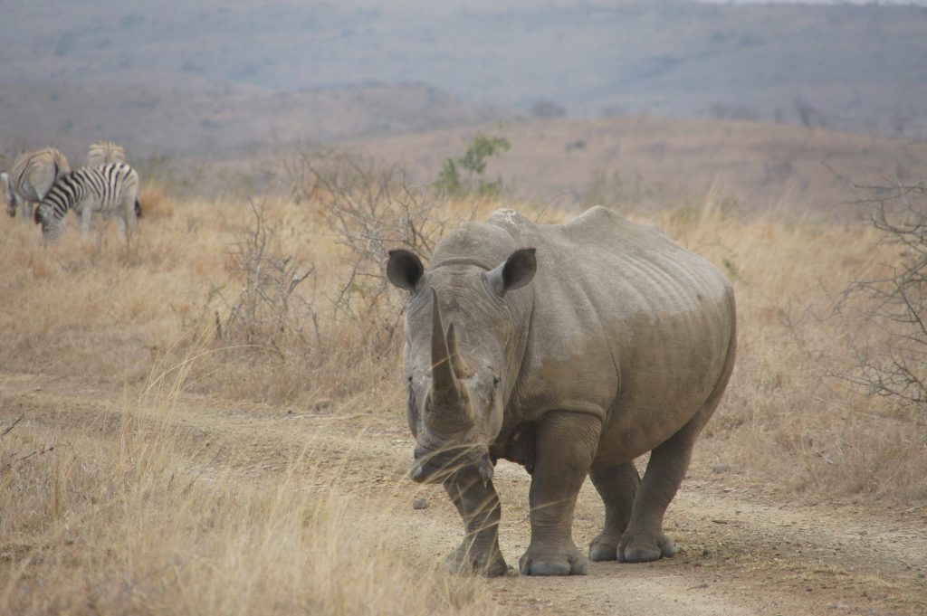 exclusive safari Hluhluwe-iMfolozi Park