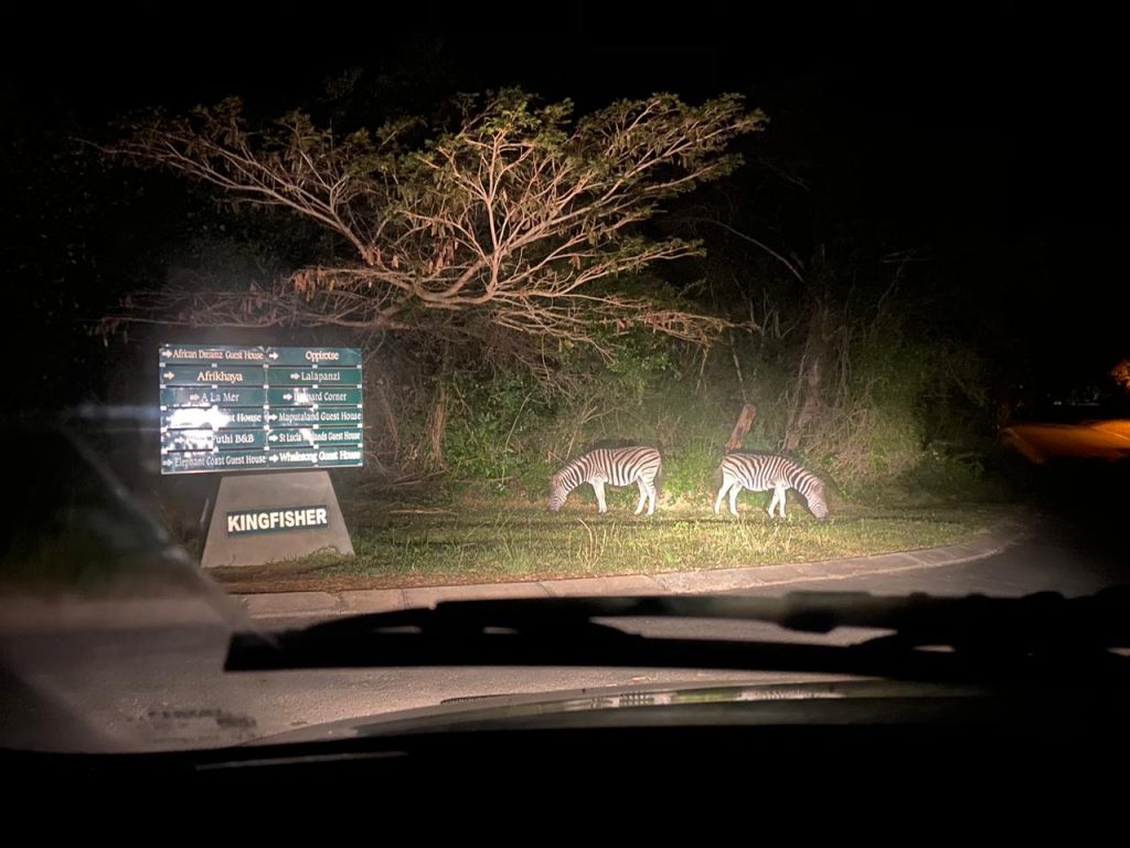 nocturnal safari experience St Lucia