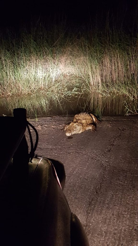 nocturnal wildlife twilight safari