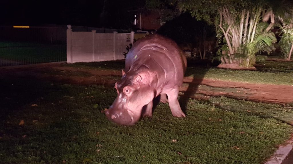 evening wildlife drive St Lucia