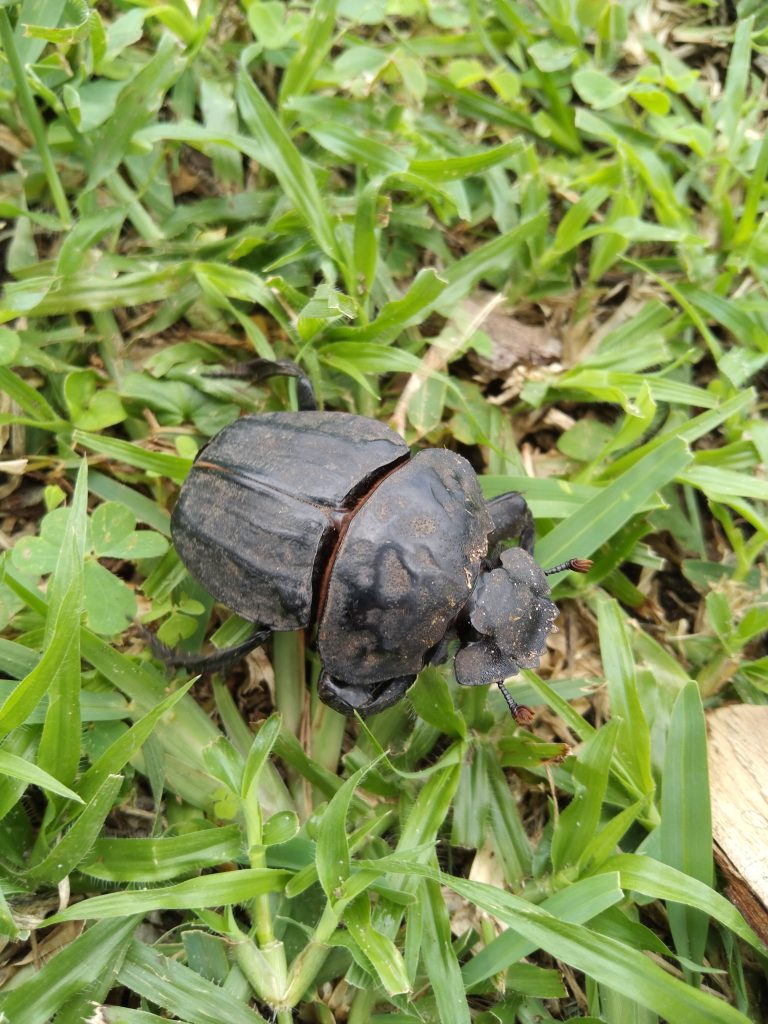 wildlife conservation learning for children