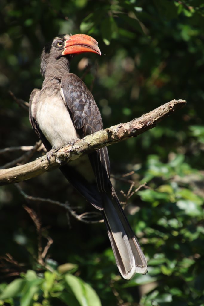 Little Birders family bird walk safari