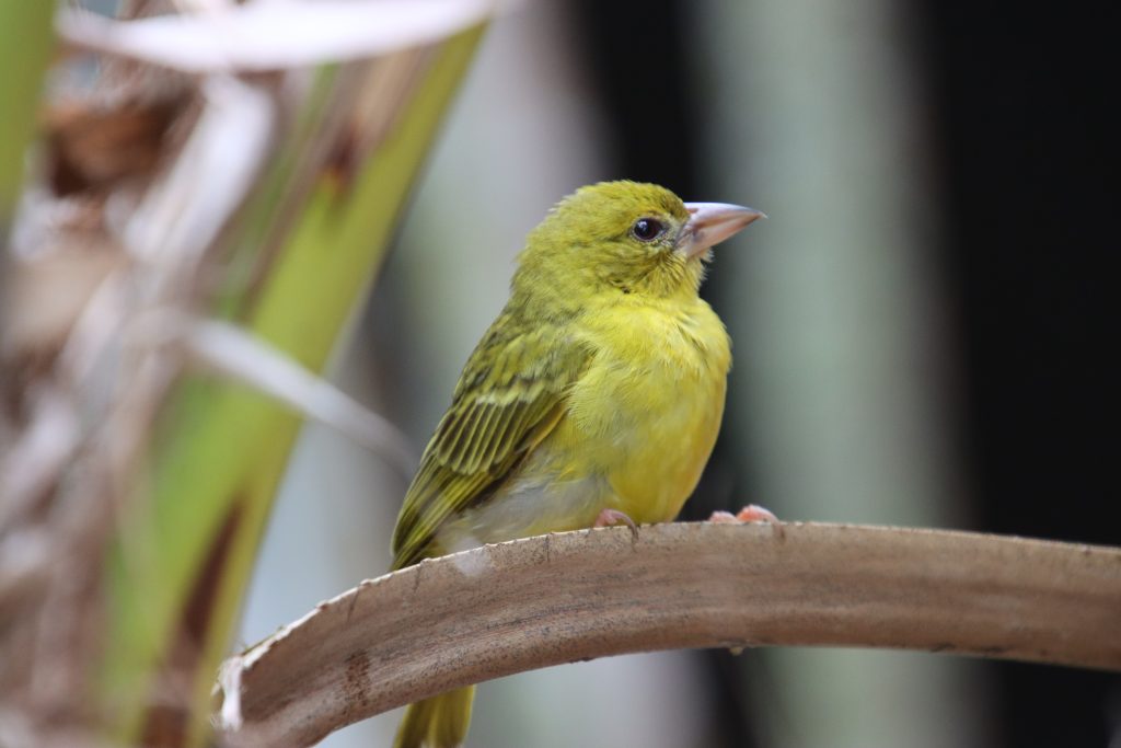 family bird walk safari near St Lucia