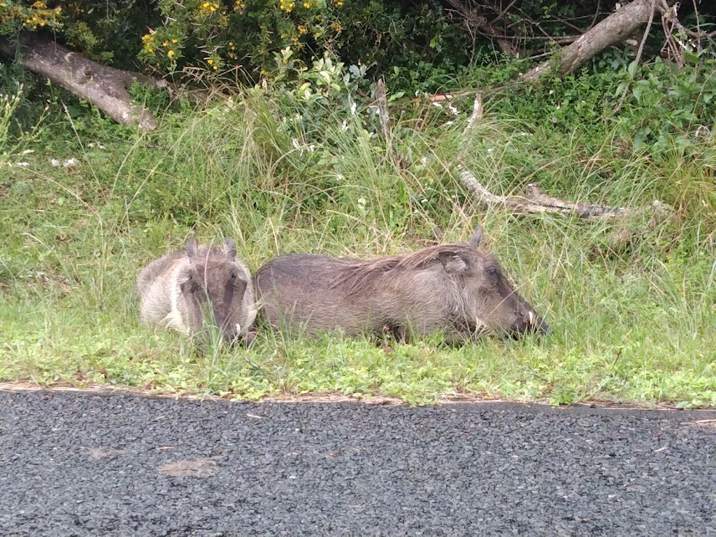 child friendly safari St Lucia